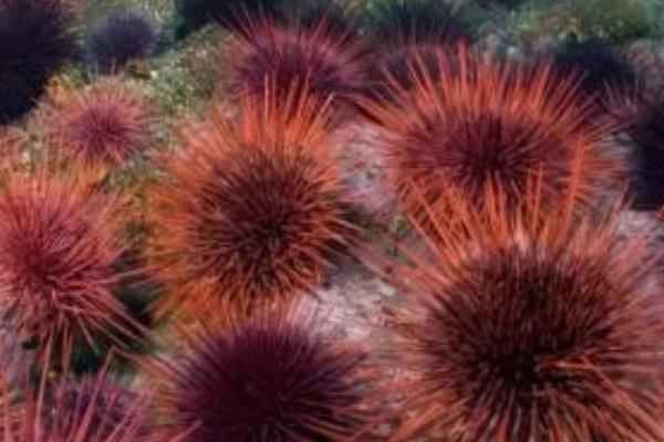 海膽殼的功效與作用 海膽殼掉色嗎