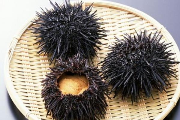 海膽殼的功效與作用 海膽殼掉色嗎