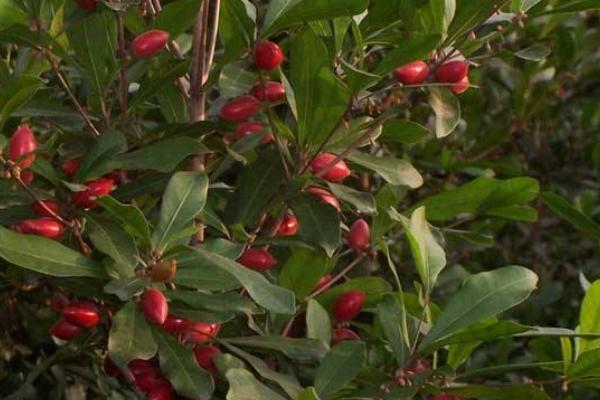 神秘果的功效與作用及禁忌 神秘果的營養價值