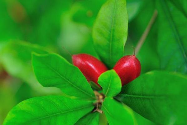 神秘果市場(chǎng)價(jià)格多少錢(qián)一斤 神秘果是什么水果