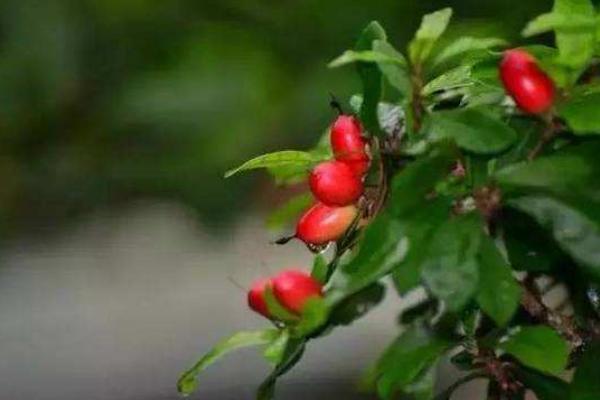 神秘果市場(chǎng)價(jià)格多少錢(qián)一斤 神秘果是什么水果