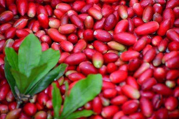 神秘果市場(chǎng)價(jià)格多少錢(qián)一斤 神秘果是什么水果