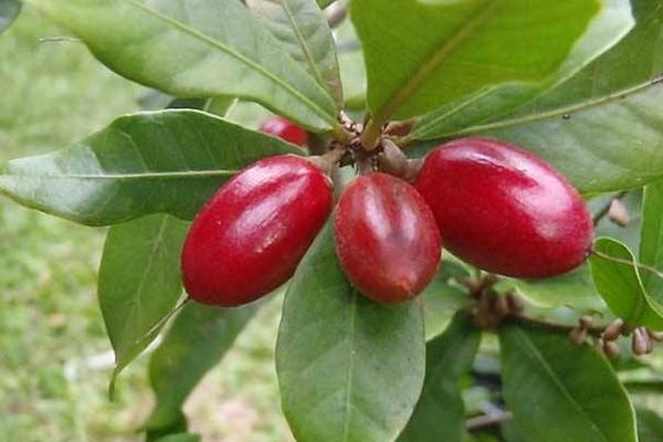 神秘果市場(chǎng)價(jià)格多少錢(qián)一斤 神秘果是什么水果