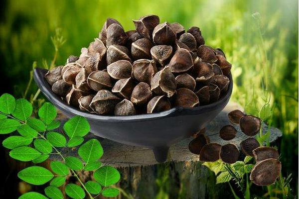 辣木籽怎么吃是正確的 辣木籽吃了有什么好處