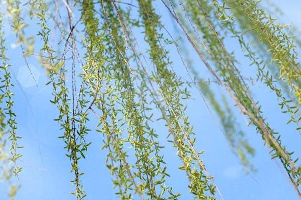 柳樹的特點是什么 柳樹有哪些用途