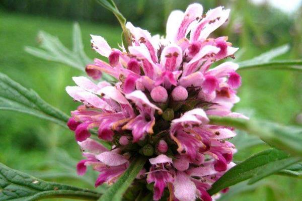 來月經可以喝益母草嗎 益母草男人可以吃嗎