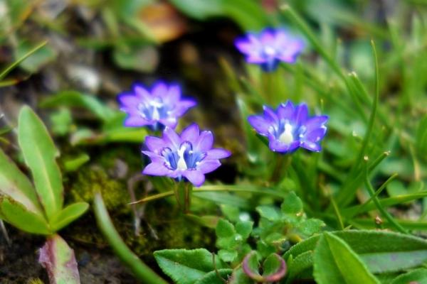 龍膽草的功效與作用及禁忌 龍膽草泡水喝有什么作用