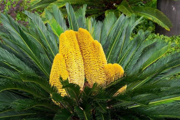 鐵樹多少年開一次花 剛弄的無根鐵樹怎么栽