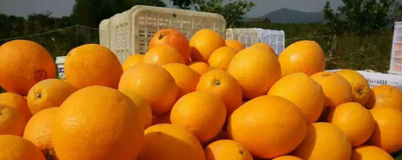 臍橙多少錢一斤