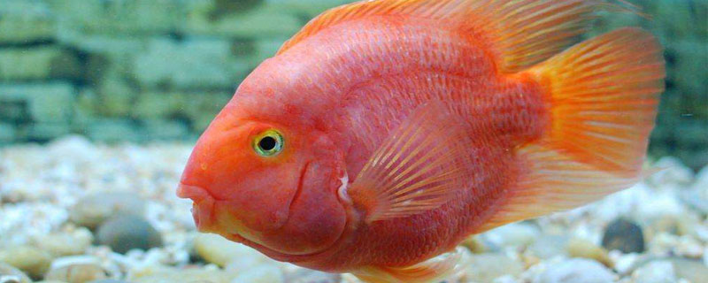 鸚鵡魚吃什么長得快 鸚鵡魚不吃食是什么原因