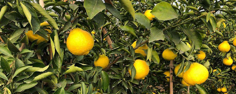 柚子種植時間