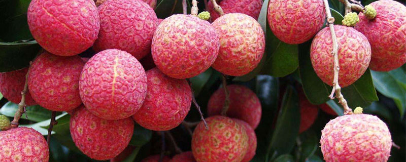 荔枝與龍眼的區別