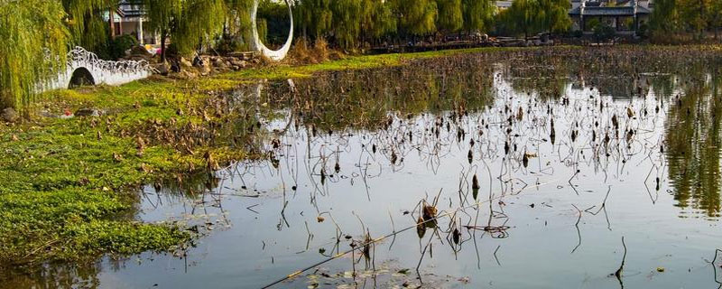 魚塘水太肥怎么辦 魚塘水質(zhì)怎么處理