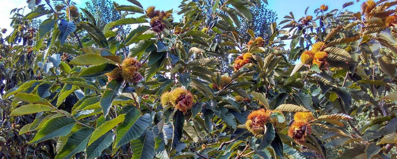 種板栗用什么土