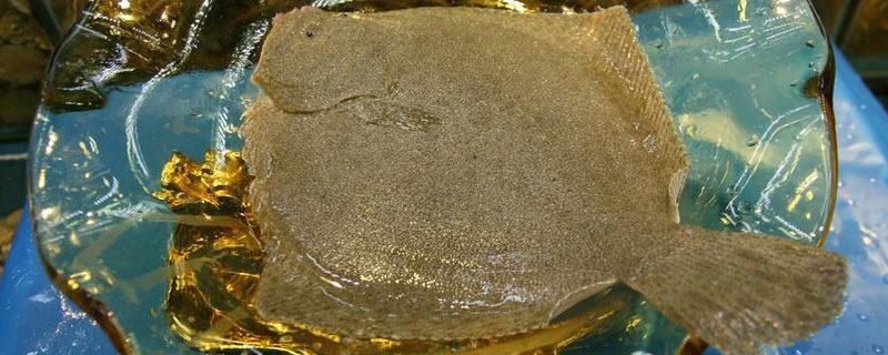 多寶魚是比目魚嗎 多寶魚和比目魚的區別是什么