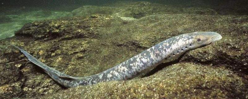 僵尸魚(yú)是什么魚(yú) 僵尸魚(yú)特點(diǎn)及介紹