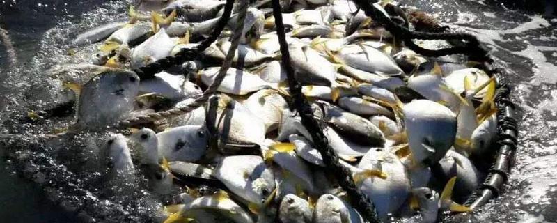 金鯧魚是海魚嗎 金鯧魚刺多嗎