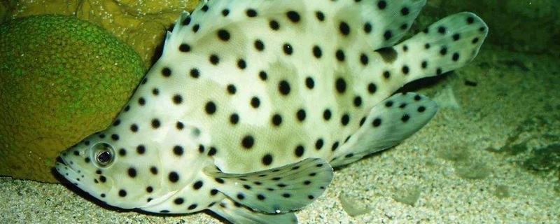 老鼠斑和東星斑哪個(gè)更貴更好 老鼠斑和東星斑的區(qū)別是什么