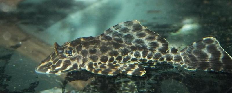 清道夫能吃嗎 清道夫怎么吃