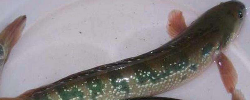 七星魚是黑魚嗎 七星魚和黑魚的區別是什么