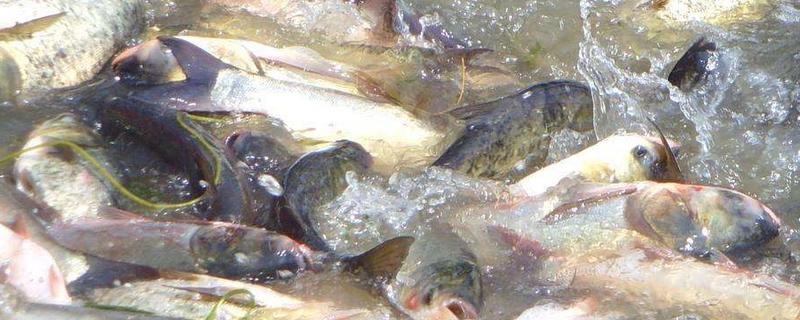 清江魚和黑魚哪個好吃 清江魚有鱗嗎