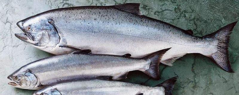 三文魚(yú)產(chǎn)地是哪里 國(guó)內(nèi)三文魚(yú)都來(lái)自哪里