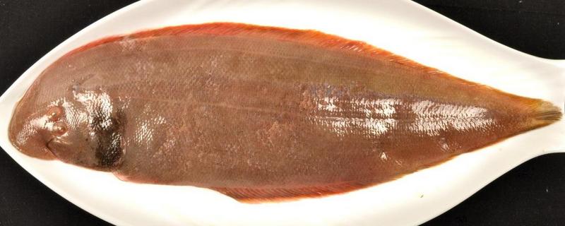 龍利魚是什么魚 龍利魚刺多嗎