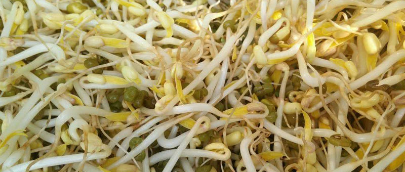 用土怎么種綠豆芽的方法 發綠豆芽最快的方法