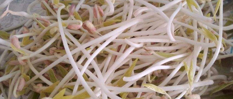 自制綠豆芽最簡單的方法