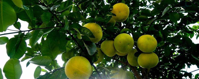 北方能種柚子嗎