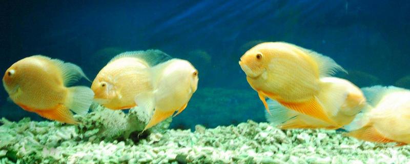 菠蘿魚能和什么魚混養 菠蘿魚一般養幾條