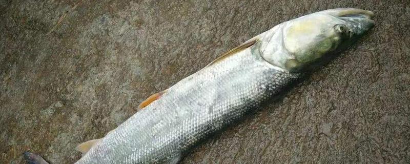 鳡魚是什么魚 鳡魚市場價格多少錢一斤