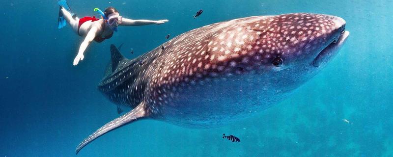 世界上最大的鯊魚是什么鯊魚 最大的鯊魚有多大