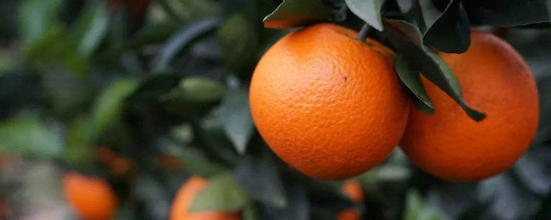 臍橙種植條件