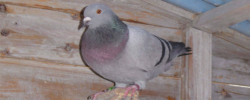 信鴿子價(jià)格多少錢一只?10招教你挑選到好的信鴿
