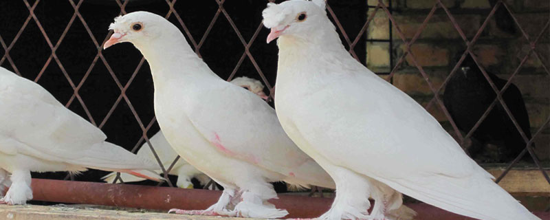 觀賞鴿子價格多少錢一只？附觀賞鴿飼料搭配方法