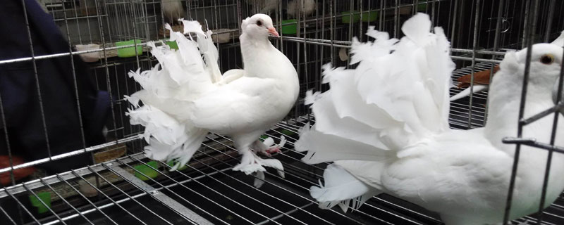 觀賞鴿品種大全，掌握這兩點技術輕松養(yǎng)殖觀賞鴿