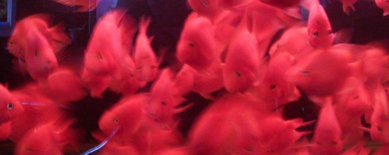 迷你鸚鵡魚怎么分公母 迷你鸚鵡魚能活多久