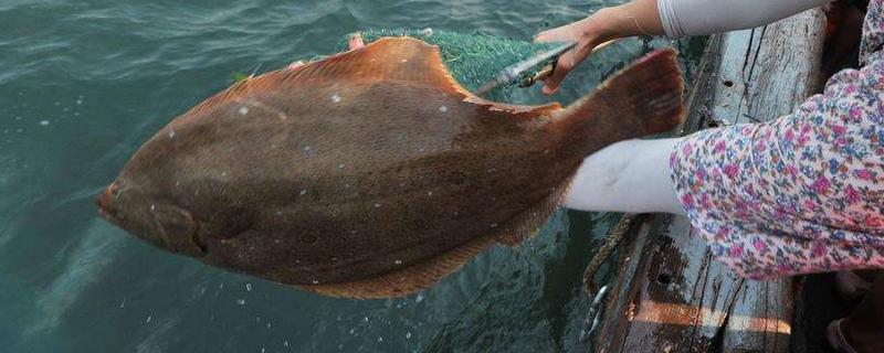 孕婦可以吃多寶魚嗎 多寶魚和桂魚哪個貴