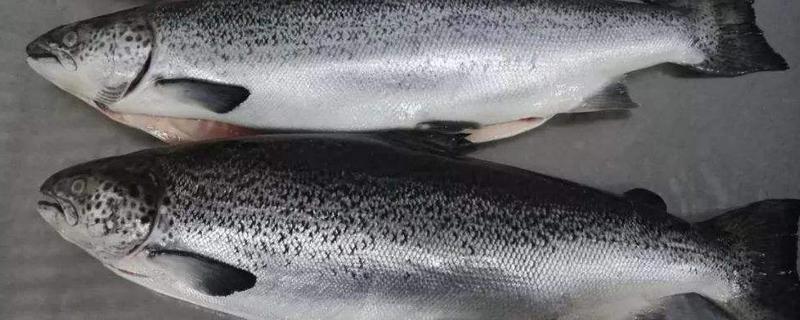 三文魚是鮭魚嗎 三文魚和鮭魚的區別是什么