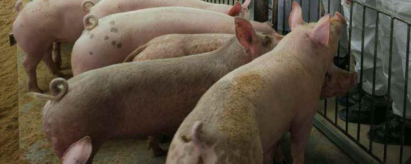 一頭豬一般有多少斤 一頭豬大概多少錢