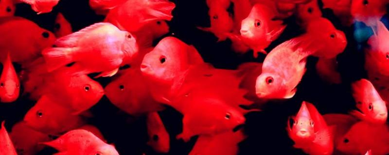 鸚鵡魚吃小魚嗎 養鸚鵡魚多久換一次水