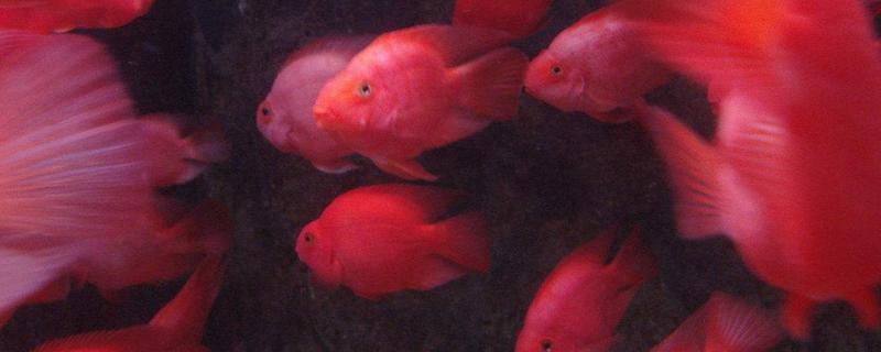 鸚鵡魚壽命有多長 鸚鵡魚能長多大