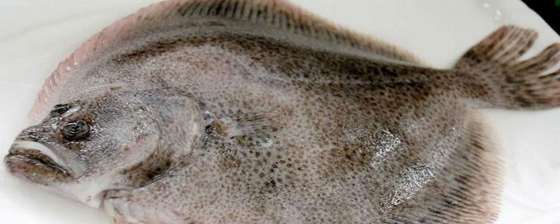 多寶魚有毒嗎 多寶魚產地在哪里