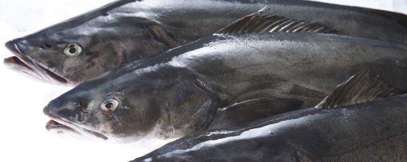 真鱈魚和銀鱈魚哪個好 銀鱈魚和真鱈魚的區別是什么