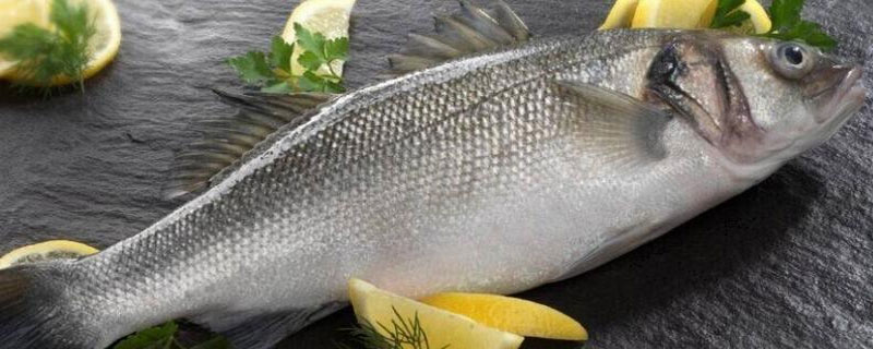 銀鱈魚產地在哪里 銀鱈魚哪里產的最好