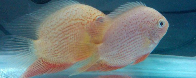 菠蘿魚能活多久 菠蘿魚能長多大