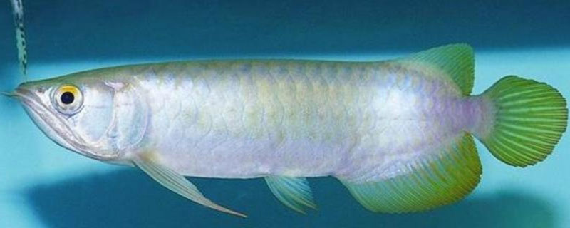 巨骨舌魚是什么魚 巨骨舌魚吃人嗎