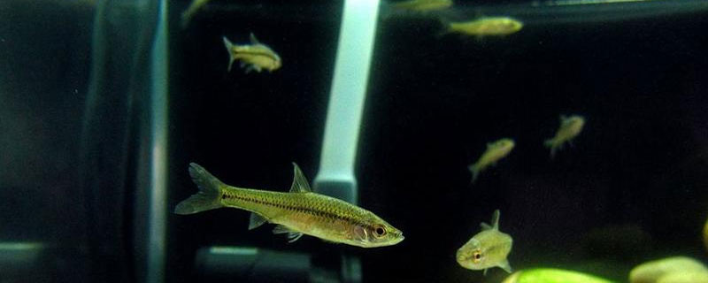 麥穗魚能跟金魚一起養嗎 麥穗魚當觀賞魚養行嗎