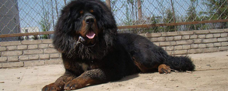 藏獒只認(rèn)一個(gè)主人嗎 藏獒會(huì)咬主人嗎